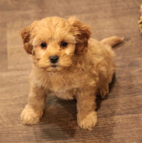 We Promise You a Joyful Puppy Ownership Journey Trustpilot. . Dogs for sale tulsa